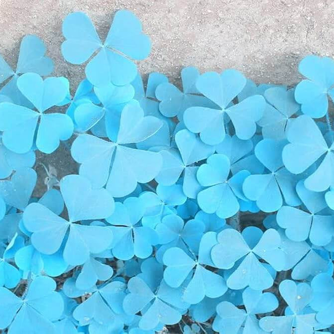 Blue Green Clover Seeds - Herbal Plant