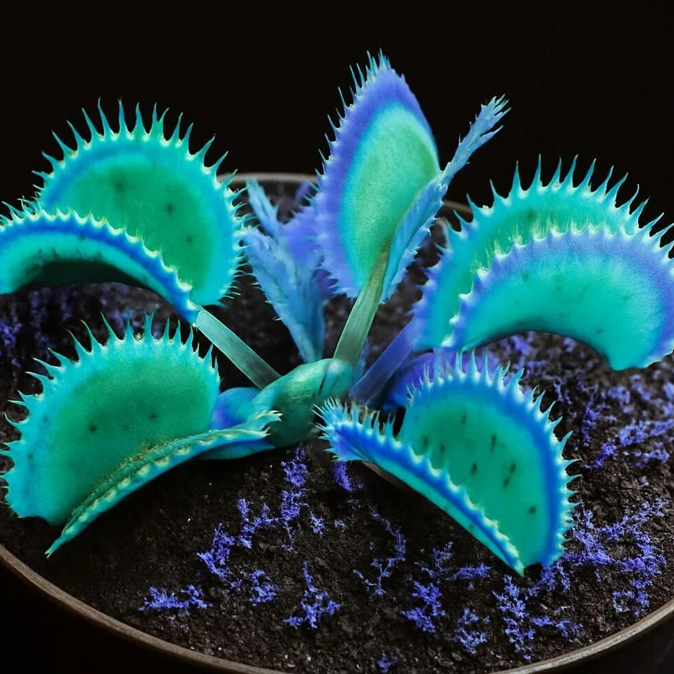 Blue Green Fly Trap Seeds