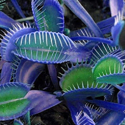 Blue Green Fly Trap Seeds