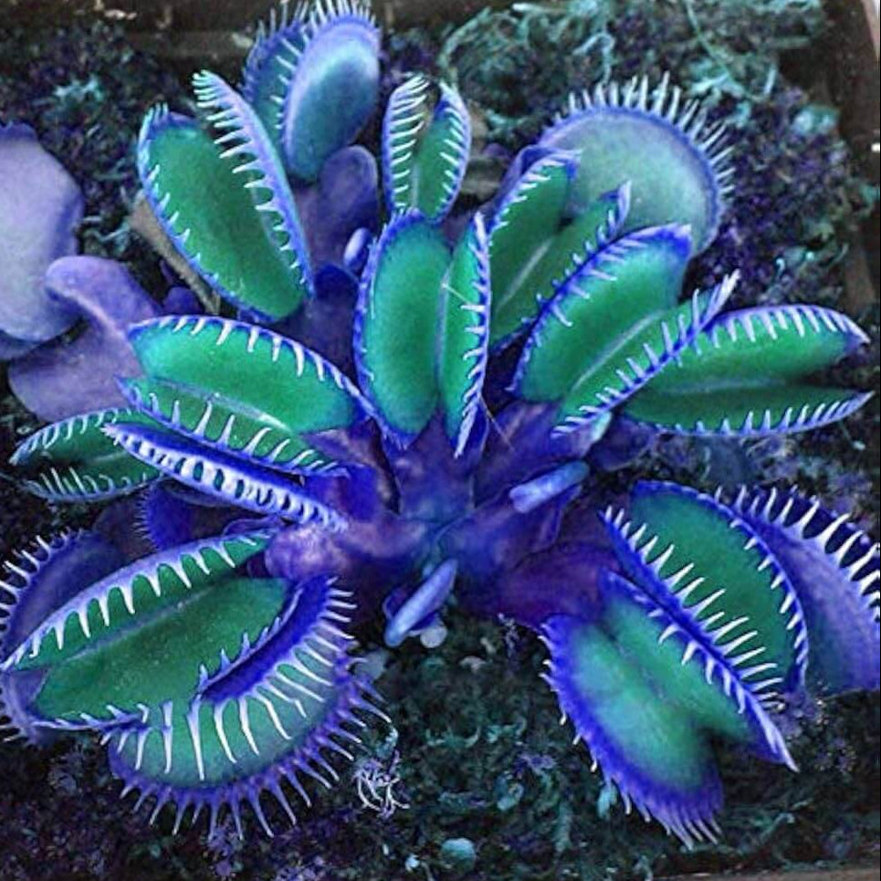 Blue Green Fly Trap Seeds