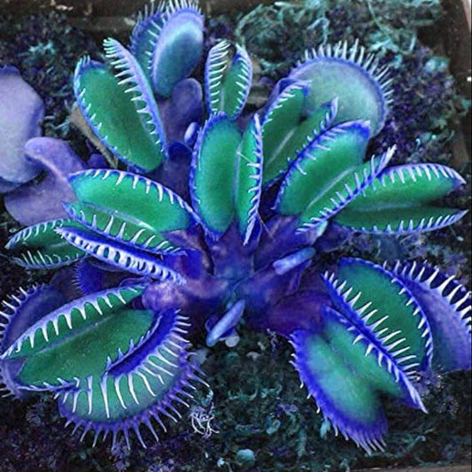 Blue Green Fly Trap Seeds
