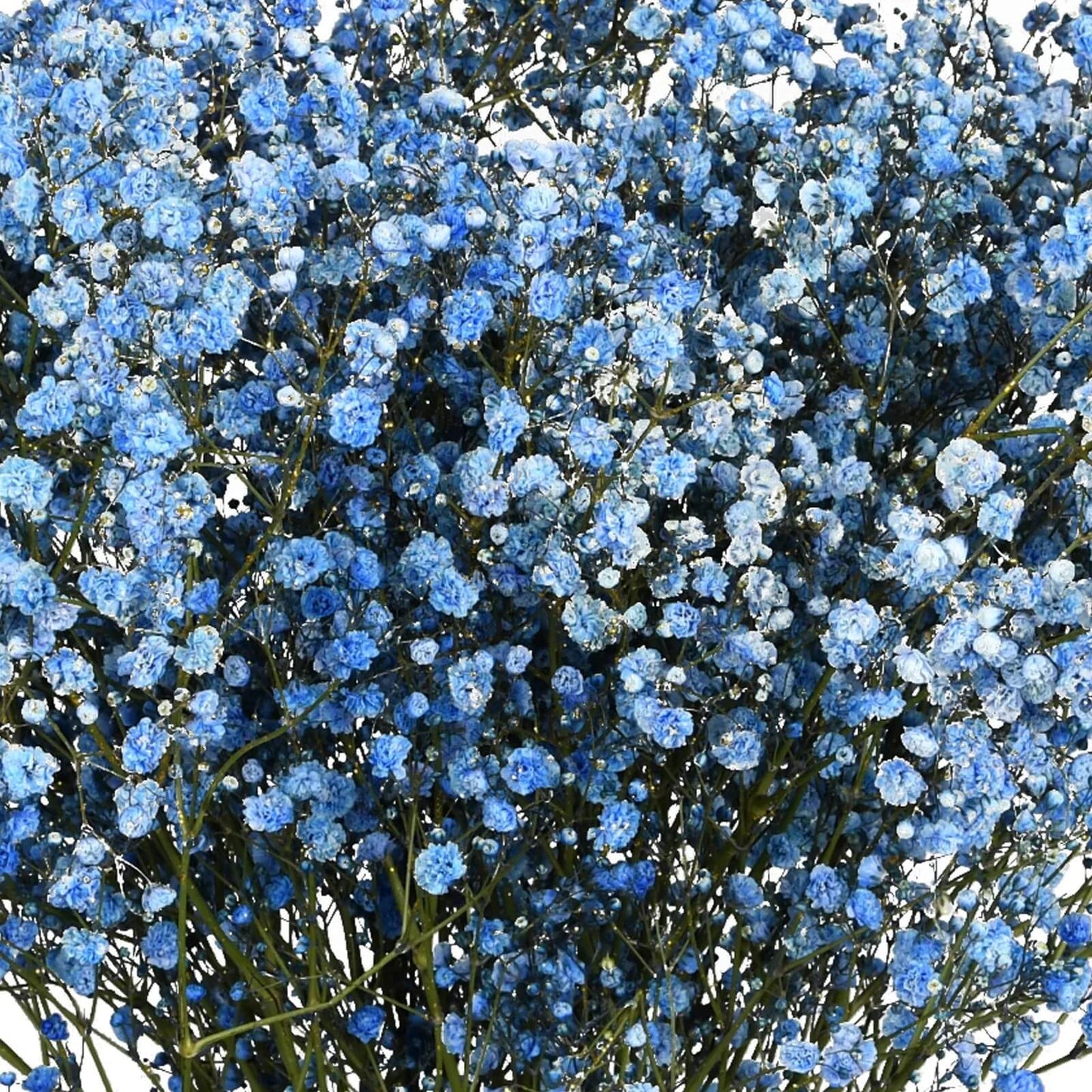 Blue Gypsophila Seeds 