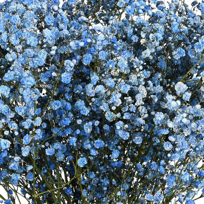 Blue Gypsophila Seeds 