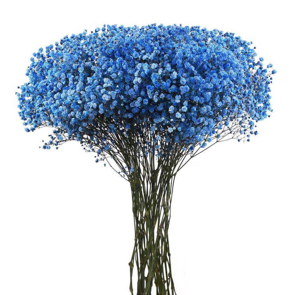 Blue Gypsophila Seeds 