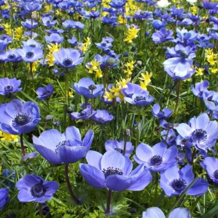 Blue Helenium Seeds - Flower Plant for Home Gardens
