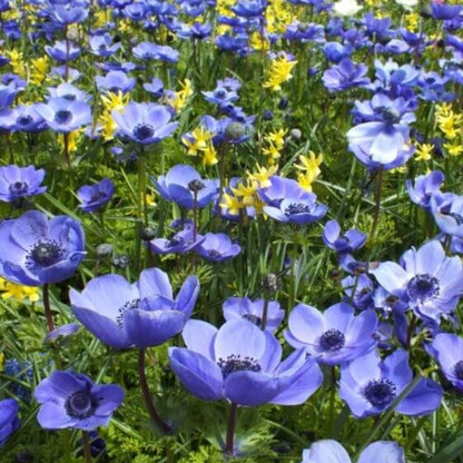 Blue Helenium Seeds - Flower Plant for Home Gardens