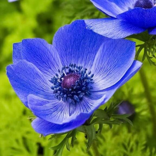 Blue Helenium Seeds - Flower Plant for Home Gardens
