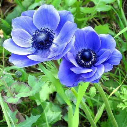 Blue Helenium Seeds - Flower Plant for Home Gardens