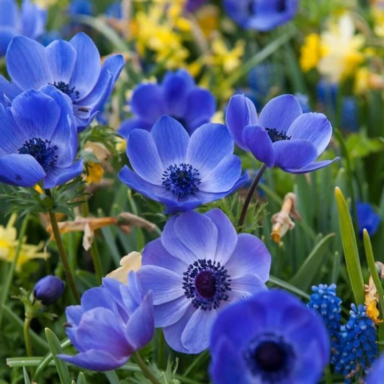 Blue Helenium Seeds - Flower Plant for Home Gardens