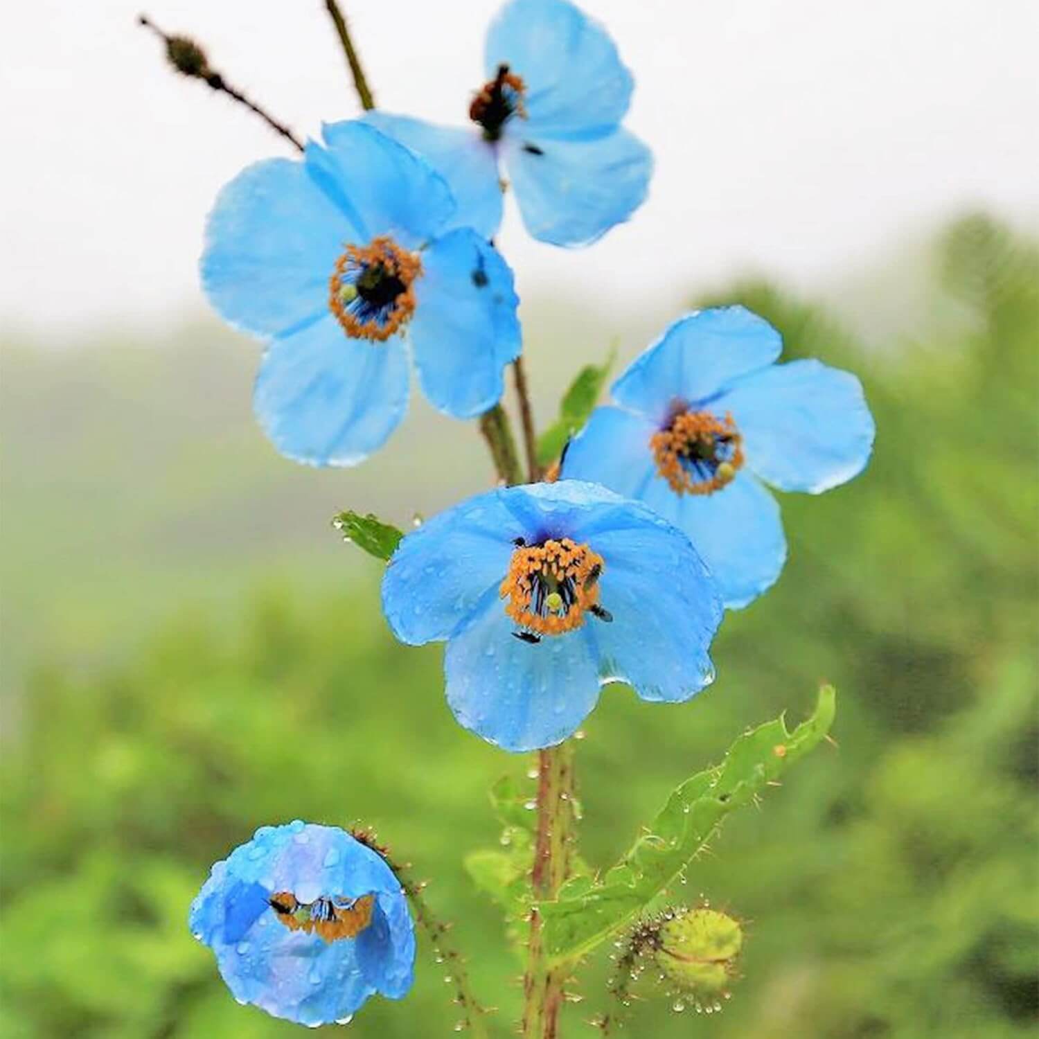 Blue Himalayan Poppy Seeds 