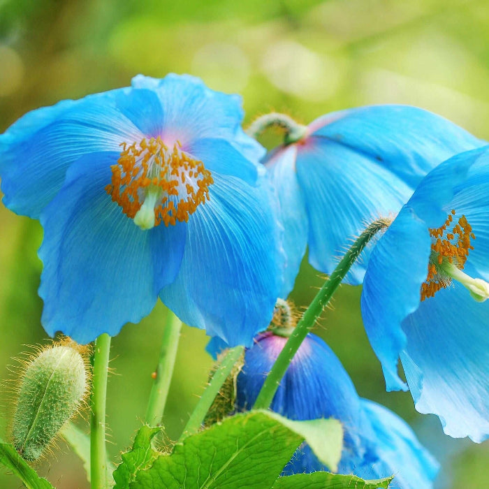 Blue Himalayan Poppy Seeds 