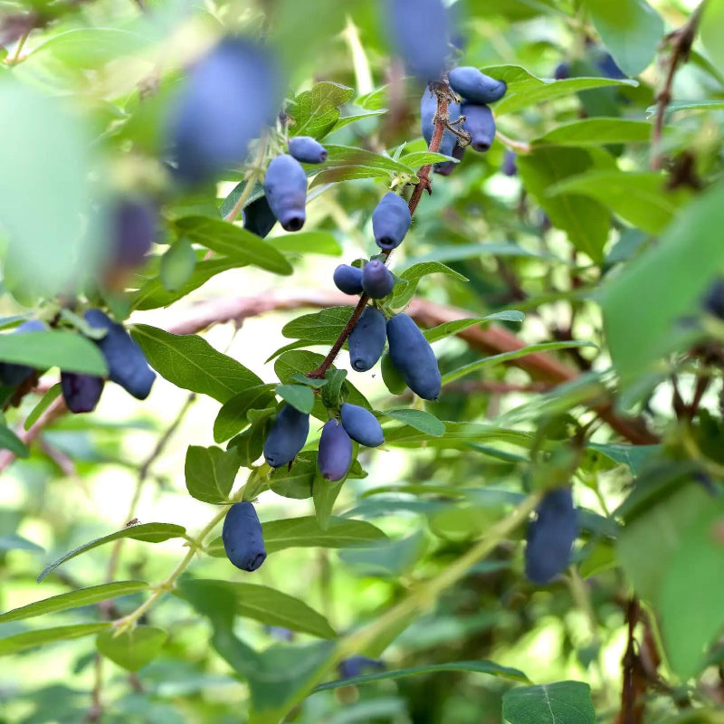 Blue Honeysuckle Honeyberry Seeds