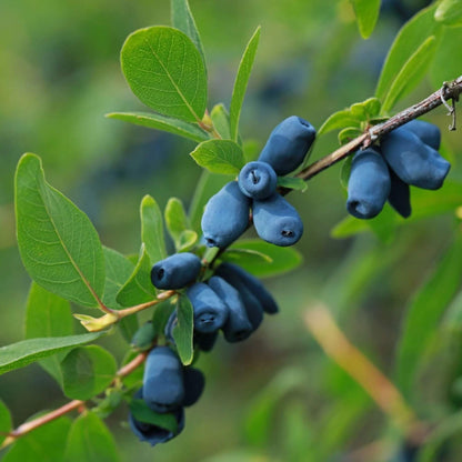 Blue Honeysuckle Honeyberry Seeds