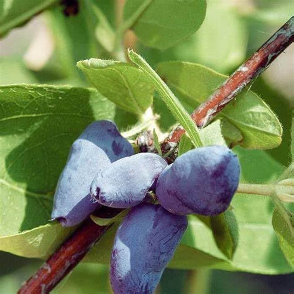 Blue Honeysuckle Honeyberry Seeds