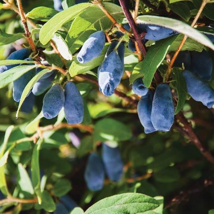 Blue Honeysuckle Honeyberry Seeds