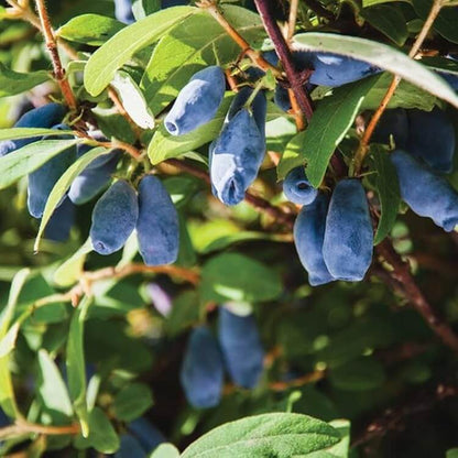 Blue Honeysuckle Honeyberry Seeds