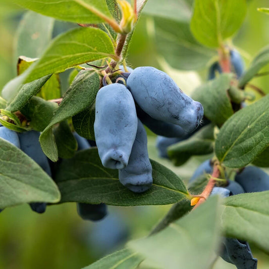 Blue Honeysuckle Honeyberry Seeds