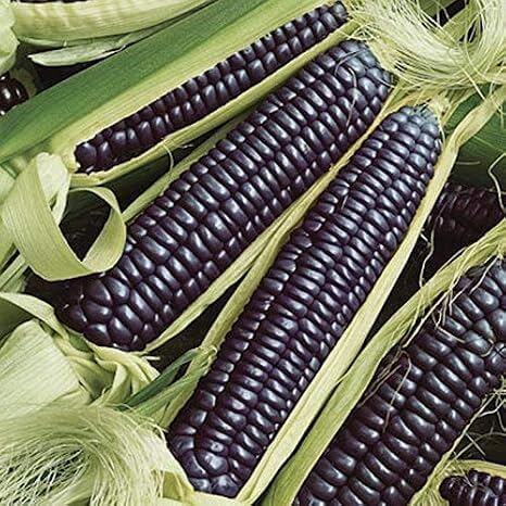 Blue Hopi Corn Seeds