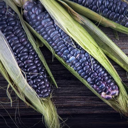 Blue Hopi Corn Seeds