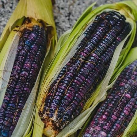 Blue Hopi Corn Seeds