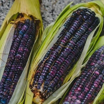 Blue Hopi Corn Seeds