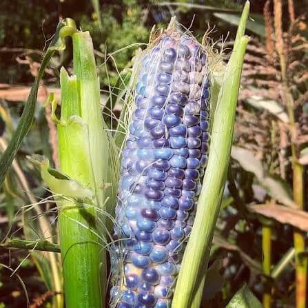 Blue Hopi Corn Seeds