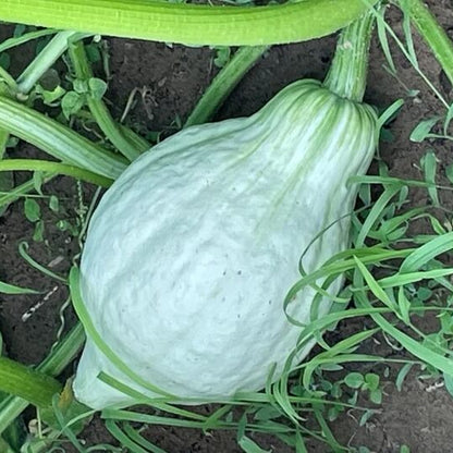 Blue Hubbard squash seeds - Vegetable Plant