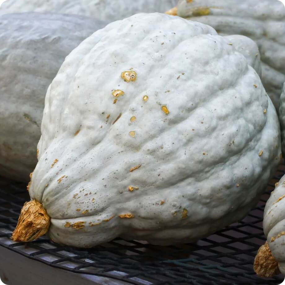 Blue Hubbard squash seeds - Vegetable Plant