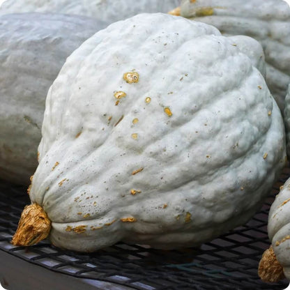 Blue Hubbard squash seeds - Vegetable Plant