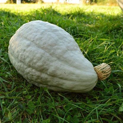 Blue Hubbard squash seeds - Vegetable Plant