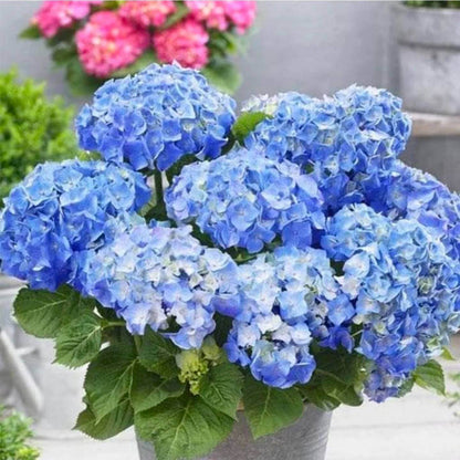 Blue Hydrangea Seeds