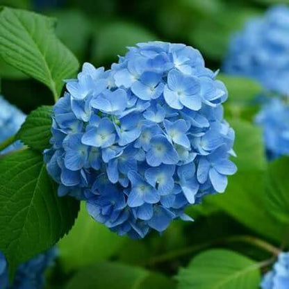 Blue Hydrangea Seeds