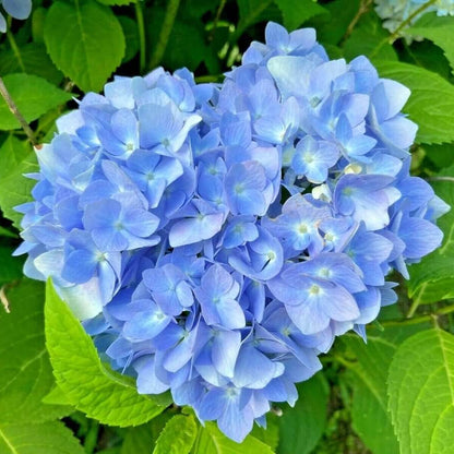 Blue Hydrangea Seeds