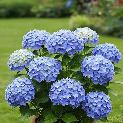 Blue Hydrangea Seeds
