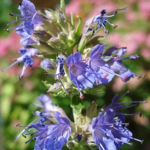Blue Hyssop Seeds 