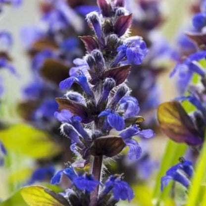 Blue Hyssop Seeds 
