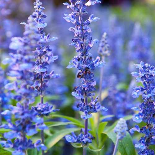 Blue Hyssop Seeds 
