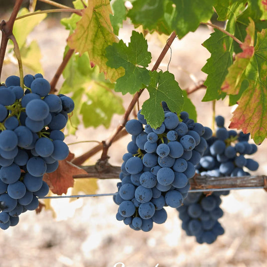Blue Indigo Grape Seeds