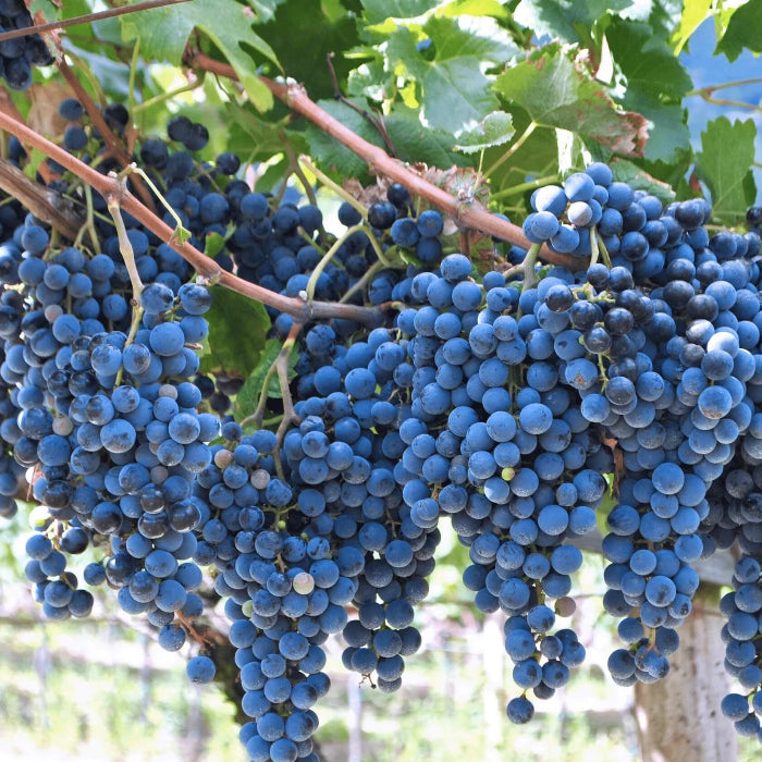 Blue Indigo Grape Seeds