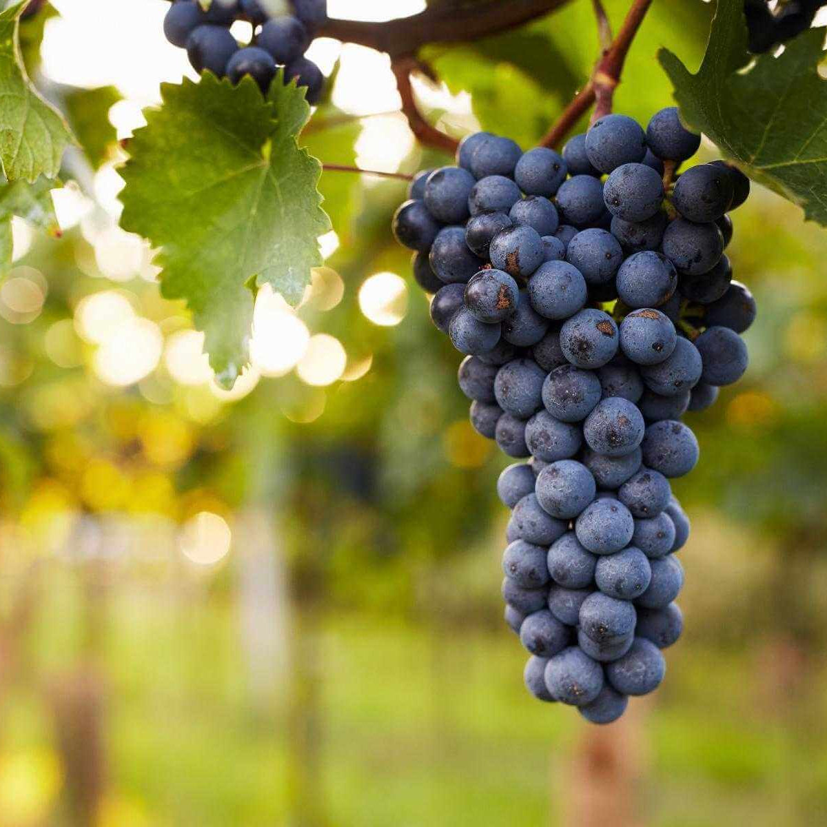 Blue Indigo Grape Seeds