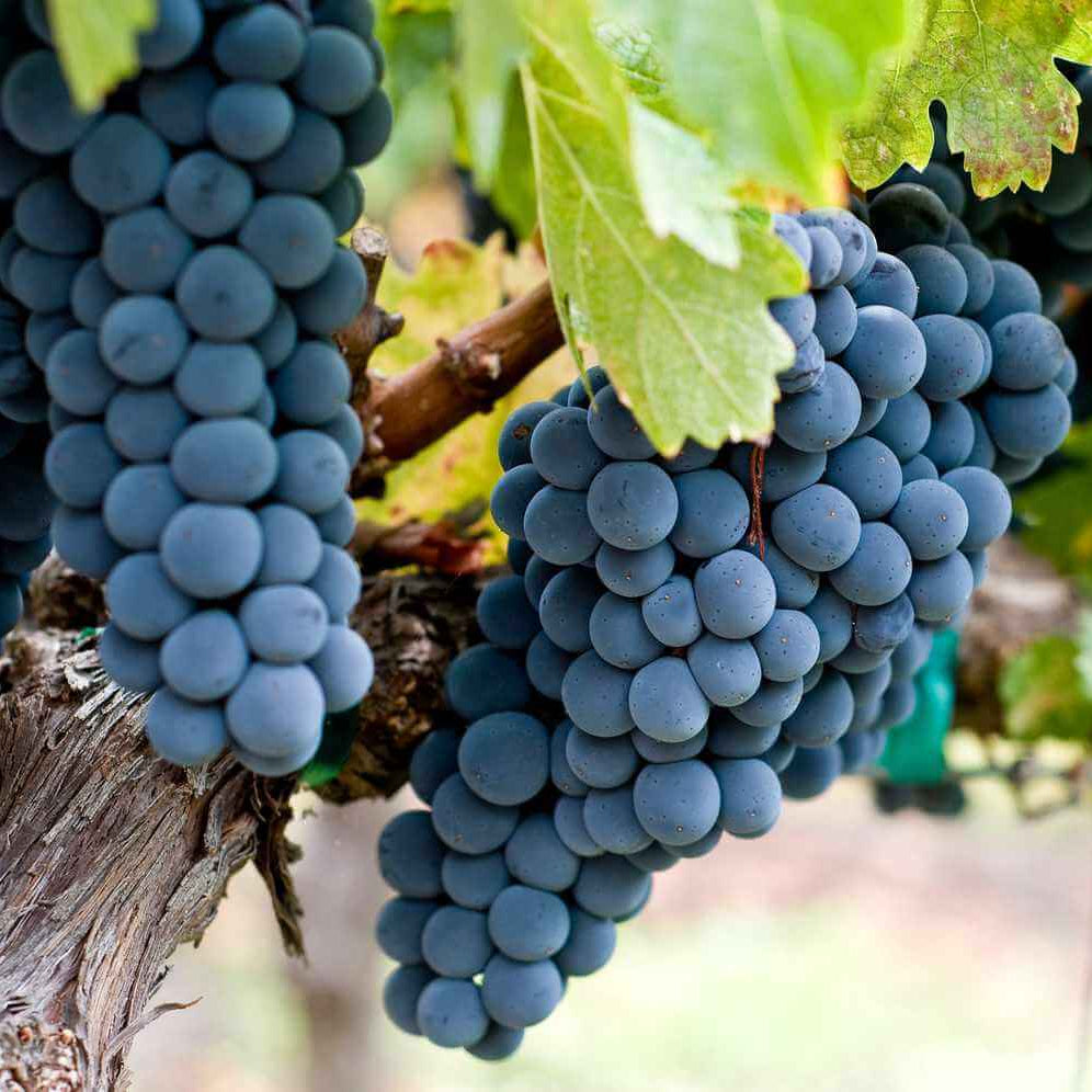 Blue Indigo Grape Seeds