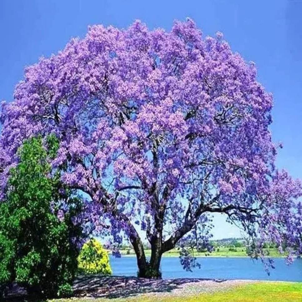 Blue Jacaranda Seeds
