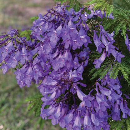 Blue Jacaranda Seeds
