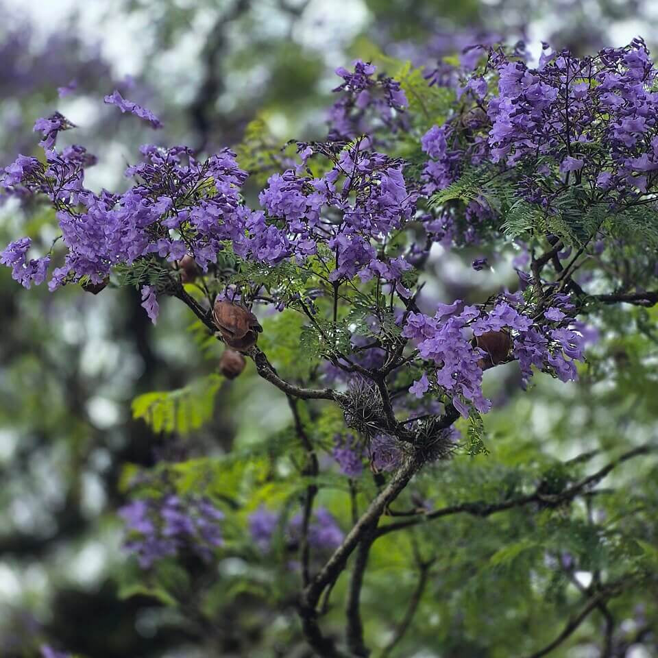 Blue Jacaranda Seeds