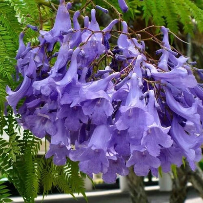 Blue Jacaranda Seeds