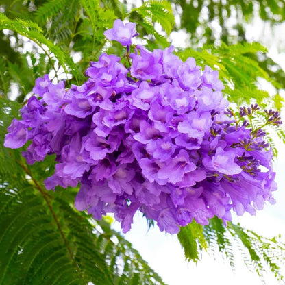 Blue Jacaranda Seeds