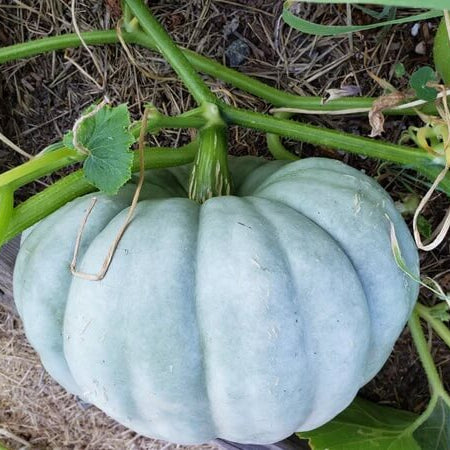 Blue Jarrahdale Pumpkin Seeds