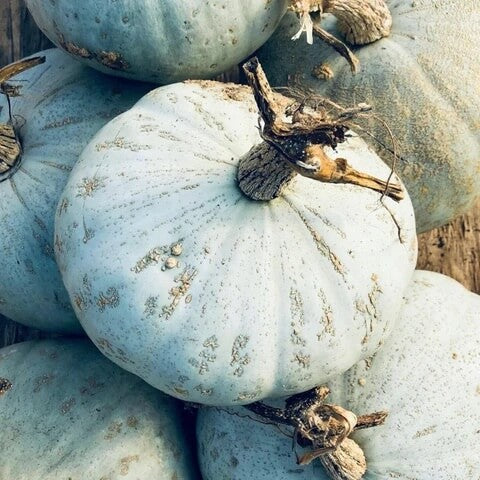 Blue Jarrahdale Pumpkin Seeds