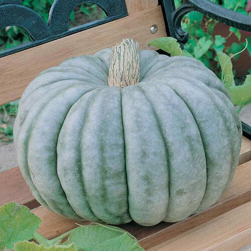 Blue Jarrahdale Pumpkin Seeds