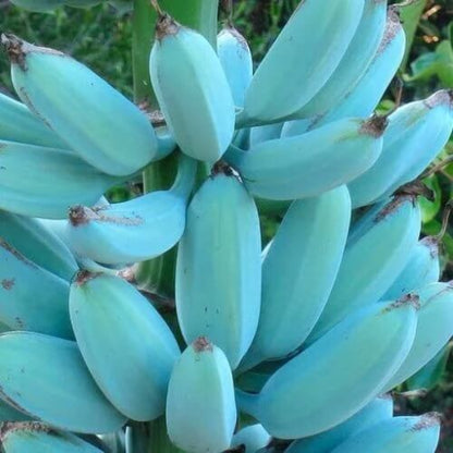 Blue Java Banana Seeds - Fruit Plant